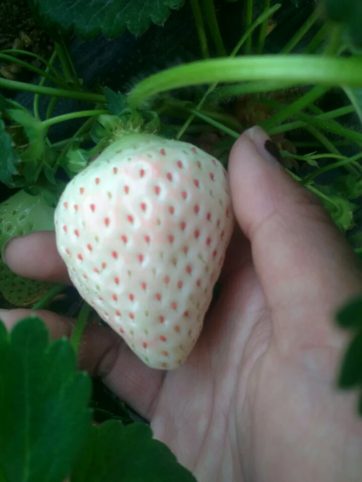 草莓使用效果图